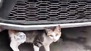 A lonely stray kitten with a broken leg until we found her