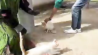 The cat hits her stray mother until she takes the injection