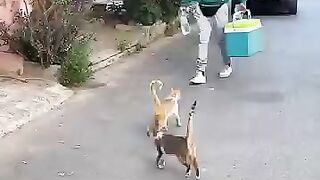 Every stray cat will raise its tail and head towards this man