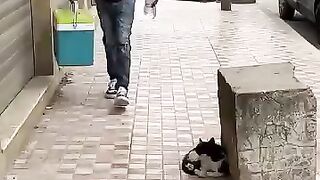 I will make every morning a surprise for stray cats