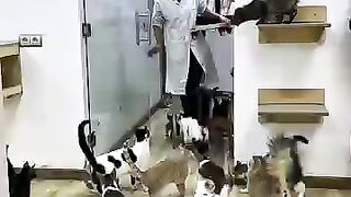 We will dedicate a lot of our time to making cats happier