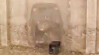 Trying to rescue a confused mother cat with 5 kittens