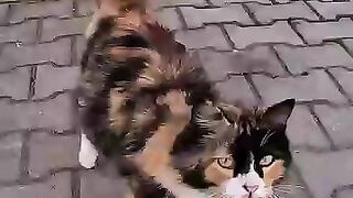 Trying to save Mama's cat, she asked us to treat her large wound