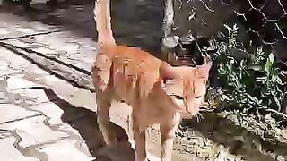I'm tried to help a cat that was in a car accident with my wife