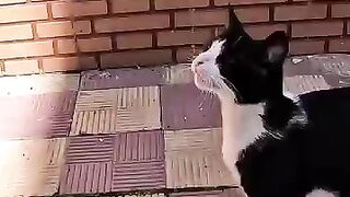 Making a cat's hope is what brings a smile to our faces