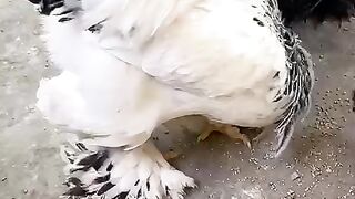 Buff brahma