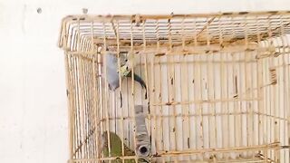 Pigeon one