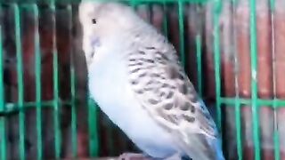 Parrot or not