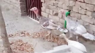 Push the handle