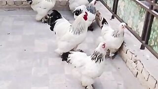 Many brahma