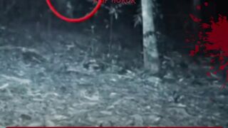 Kamera di Atas Pohon Tangkap Kuntilanak