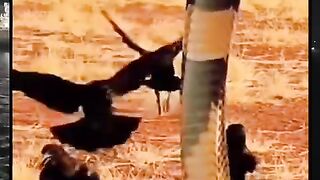 Burung gagak vs ular kobra