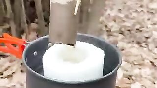 This Nature Lamp Burns for a MONTH Without Going Out ????????