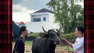 sapi pun muak dengar suara kau #airasiabet #fyp #foryou #ngakak #kocak
