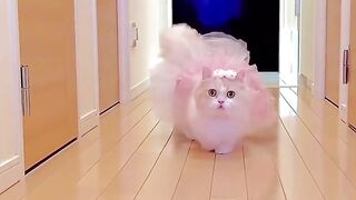So Cute Cat 10