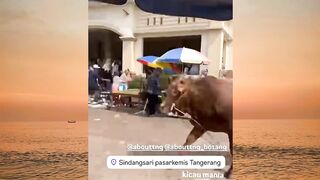 Sapi nya ngamuk :(