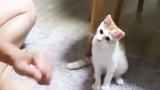 Deceived cats. Oszukane koty.