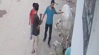 قربانی کے بیل نے ٹکر مار دی
