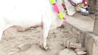 Qurbani 25
