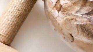 The cutest video on the channel!!!Cats. Najsłodszy filmik na kanale!!!Koty.