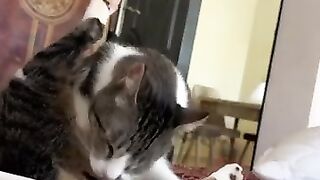 Gatita and daily cleaning