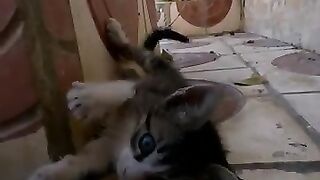 This kitten has an incredible cuteness