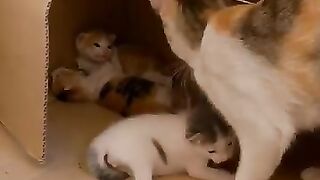 Mom cat and Kittens rescued