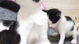 Mom, where is your breast ?