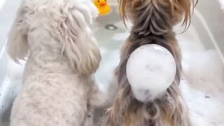 Very smelly bubbles! Bardzo śmierdzące bąbelki! बहुत बदबूदार बुलबुले!