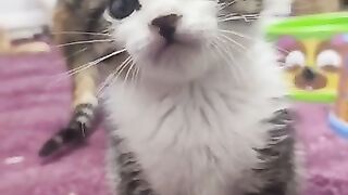 How sweet is this kitten?