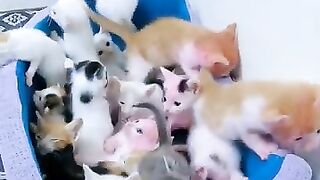 Lots of kittens