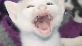 Very Sweet