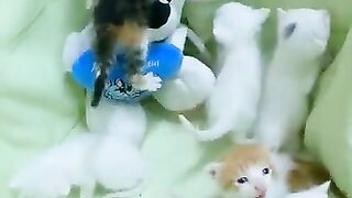 The kitties call their mother