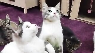 Funny kittens 4
