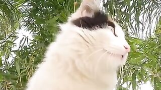 what!! Adorable Stray Cat