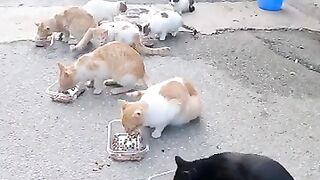 Feeding more than 150 cats every day.
