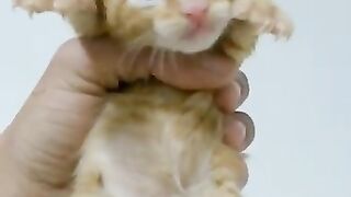 Very Cute Meow