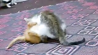 fun cute kitten video