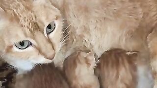 One of the kittens is angry with his mother
