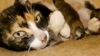 Mother cat is happy with her new kittens.