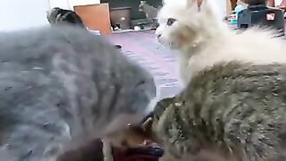 The kittens' riot never ends