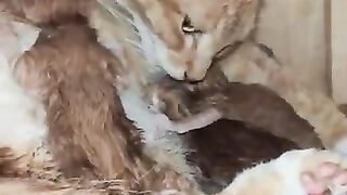 Cat gave birth to 3 sweet kitties