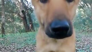 Stray dogs in the woods are cute