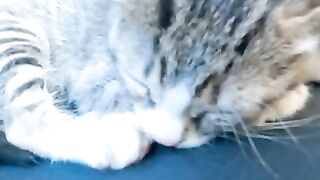 Rescue a kitten from the street