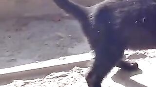 I saved a black kitten