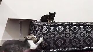 The kittens that I rescue never stop playing