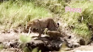 How the tiger saved her cub Saving the cub