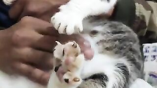 The cat Gatita is talking to me