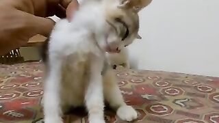 The kitten wants me to rub her neck