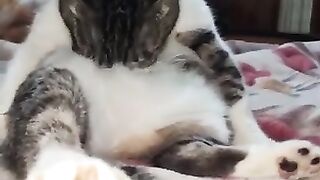 My sweet cat never finish grooming herself all day